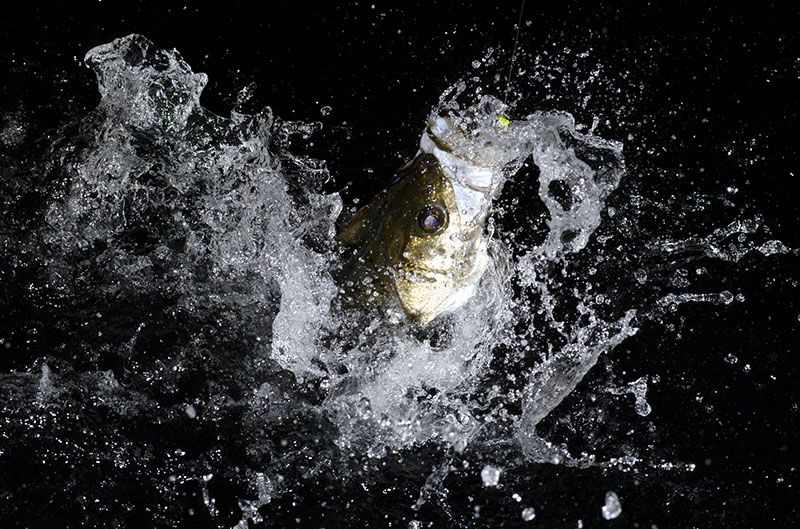 冬に釣れる魚種は？関東の初心者向け海釣り・釣り船ツアーおすすめプランを徹底紹介！