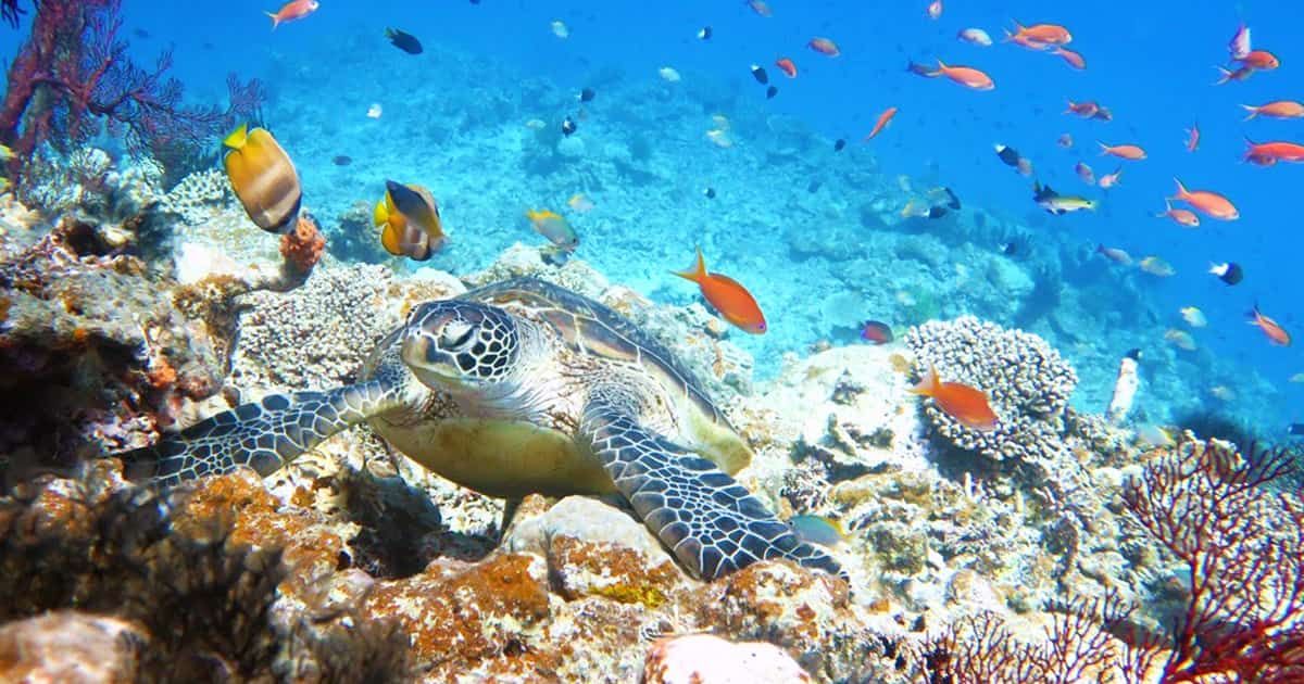 彻底介绍八重桥浮潜旅游热门排名和推荐旅游项目的评论！的图像