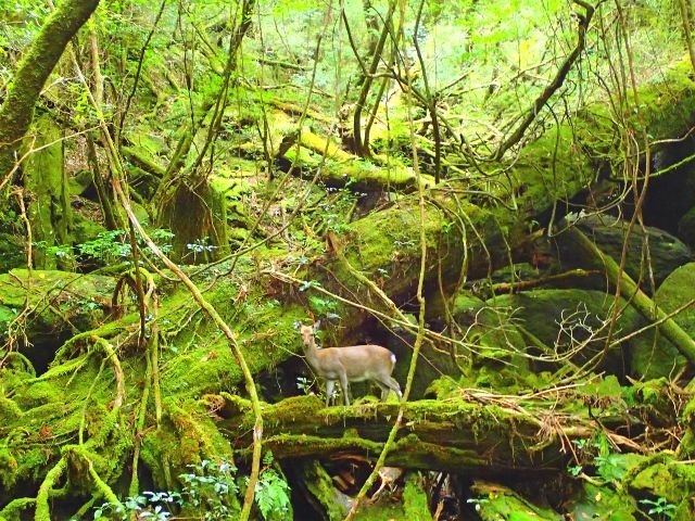 屋久岛自然项目场（FIELD）屋久岛白谷云水峡之旅