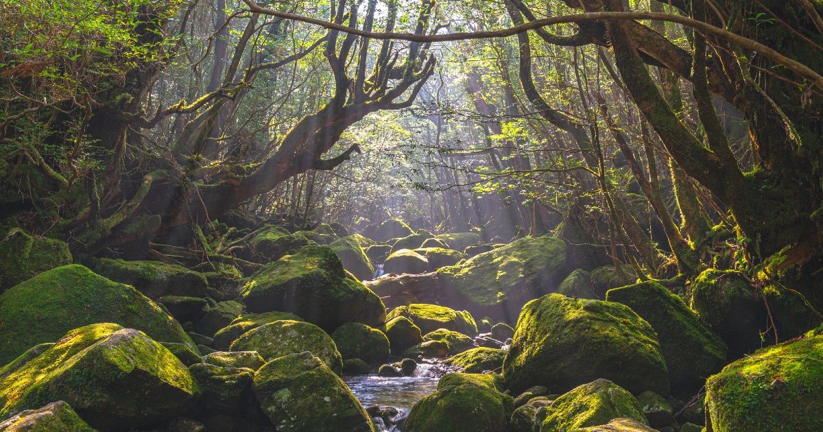 How to get to Yakushima: Which is cheaper: plane, high-speed boat, or ferry? Image