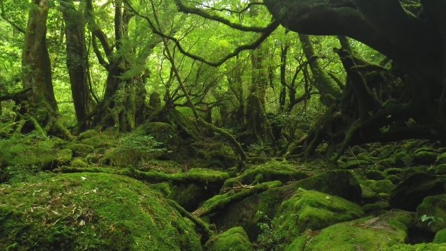 Yakushima, Kagoshima "Yakushima Ranburin" Shiratani Unsuikyo trekking tour