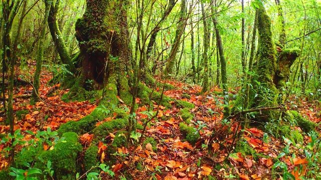 Yakushima, Kagoshima "Yakushima Nature Project"