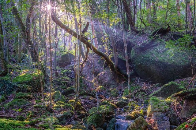 Shiratani Unsuikyo Gorge in winter on Yakushima Island, Kagoshima. The forest is bathed in sunlight filtering through the trees.
