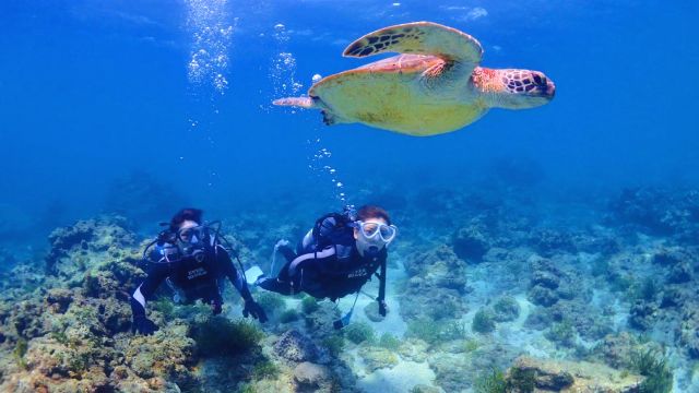 Yakushima, Kanagawa Prefecture "Ever Blue Yakushima" People enjoying diving with sea turtles