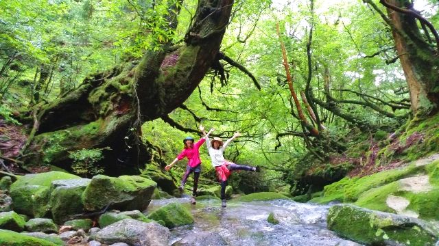 Yakushima, Kagoshima "Yakushima Nature Project"