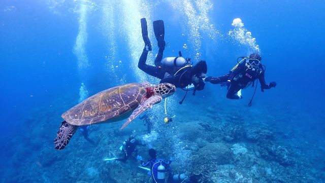 People enjoying a diving experience with sea turtles at "EVER BLUE YAKUSHIMA" in Yakushima, Kagoshima