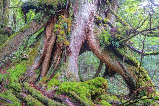 Yakushima Tourist Spot Yakusugi Noble Cedar Shiratani Unsuikyo Gorge