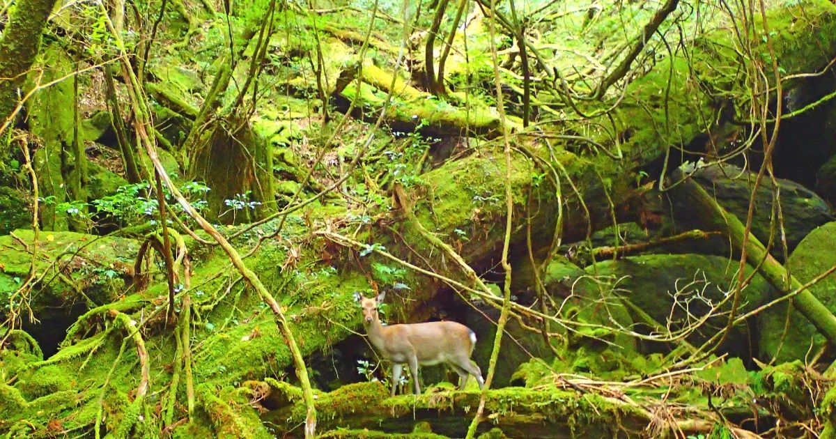 When is the best season to visit Yakushima? A comprehensive guide to recommended times by season and purpose