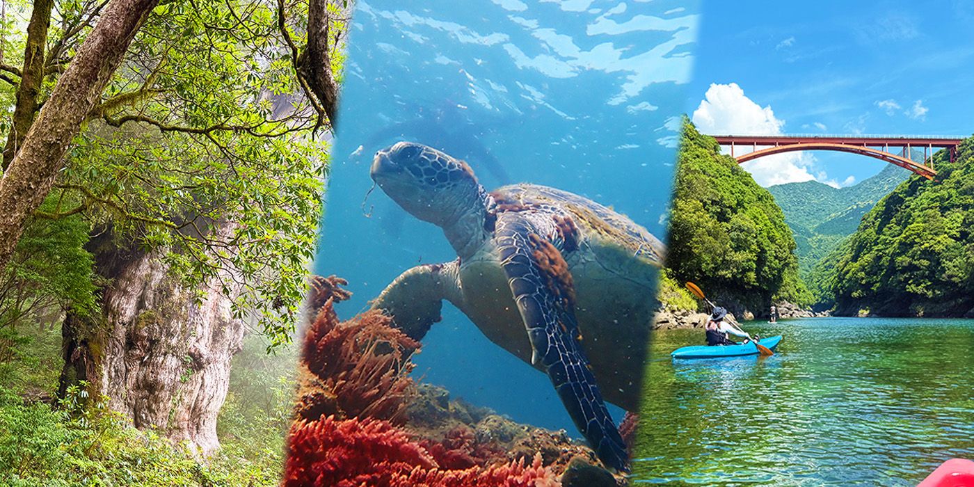 Yakushima Island Sightseeing Model Course: 3 Nights/4 Days | Enjoy Jomon Cedar, Sea Turtles, and Kayaking!