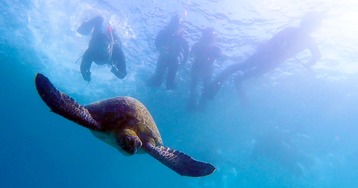 屋久島・シュノーケリングツアー体験レポート｜ウミガメと泳げる人気ツアー「屋久島自然案内」