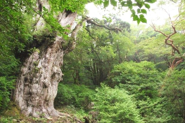 屋久島旅工房　縄文杉トレッキングツアーの様子