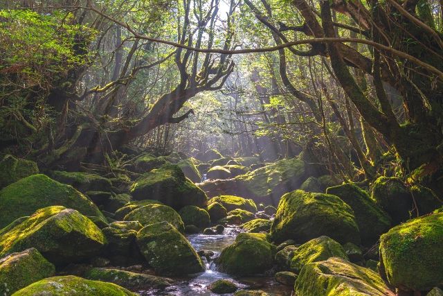 屋久島　白谷雲水峡の森　苔むす渓谷