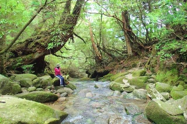 YNAC屋久島野外活動総合センター　屋久島トレッキングツアーで癒される女性