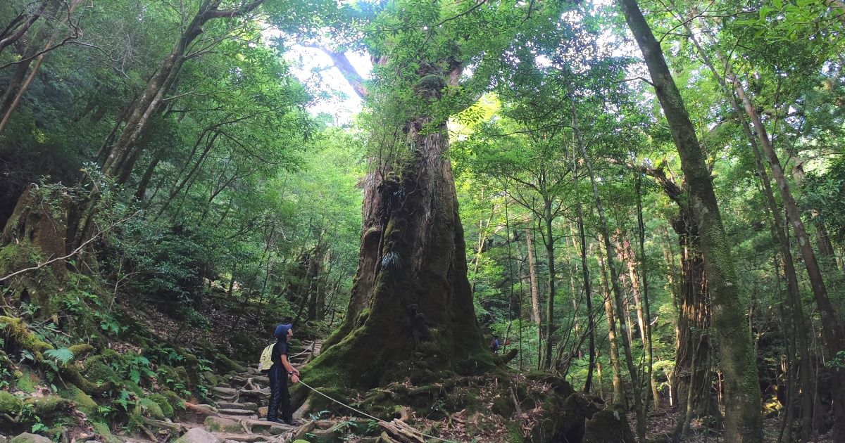 屋久島 トレッキング｜一人旅におすすめの格安ツアーの画像