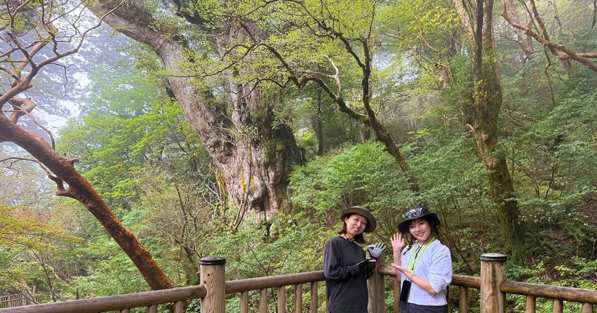 Yakushima Jomon Cedar Trekking Tour | A Must-See for Beginners! Experience Review by "Yamakara"