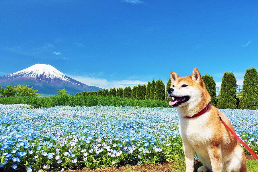 山梨　山中湖周辺　犬連れ　観光　愛犬と一緒に遊べるスポット　花の都公園　ネモフィラ畑と柴犬　富士山