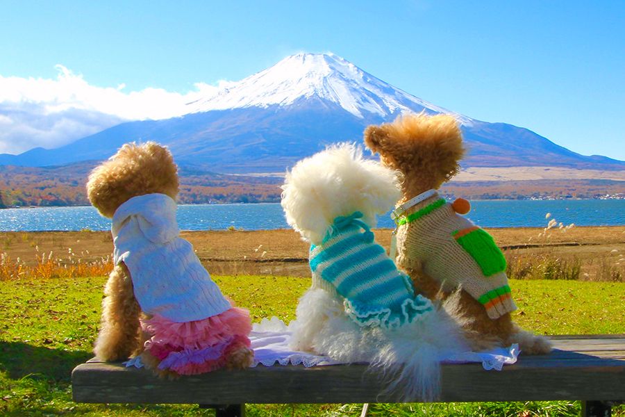 Yamanashi Lake Yamanaka Sightseeing with dogs Lake Yamanaka where you can enjoy with your dog Mt. Fuji and dogs Toy poodle