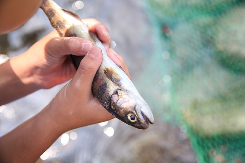 山目釣具、釣魚方法、季節、開放式期間【初學者專用】