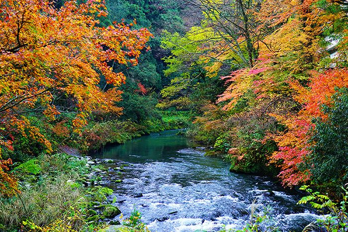 山中温泉　観光マップ　おすすめスポット＆グルメ　加賀温泉郷　鶴仙渓　大聖寺川　景勝地　秋　紅葉　風光明媚な渓谷　遊歩道　紅葉狩り