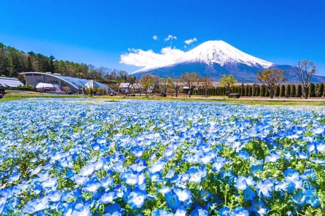 山中湖周辺観光　山中湖花の都公園　ネモフィラと富士山