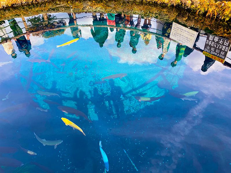 山梨　観光　モデルコース　日帰りドライブで楽しむ人気スポット　忍野八海　中池　水深10mの池の底が見えるほど高い透明度　コバルトブルーのなか日の光を受けて優雅に泳ぐ鱒　マス　アルビノ