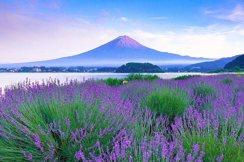 山梨　観光　モデルコース　日帰りドライブで楽しむ人気スポット　大石公園　富士山を一望できる絶景スポット　花街道　遊歩道　ラベンダー　初夏　四季折々のさまざまな花