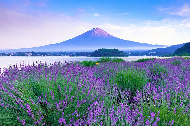 山梨县县观光示范路线 一日游的人气景点 大石公园 富士山尽收眼底的名胜 花街道散步道 薰衣草 初夏 四季各异的花卉