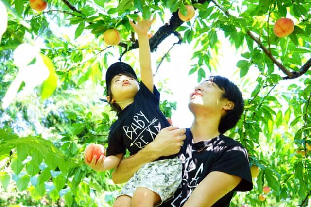 Yamanashi Parents and children enjoying peach picking Fruit Kingdom Popular place for families with children