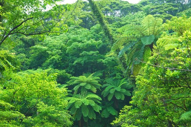 與那霸岳