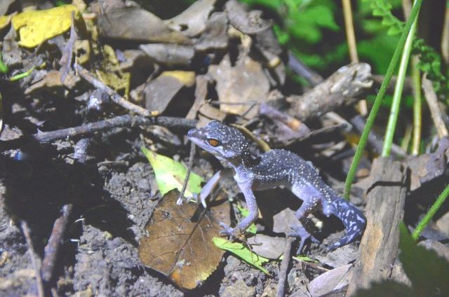 冲绳“东村观光推进协议会”山原夜游 两栖动物 生物