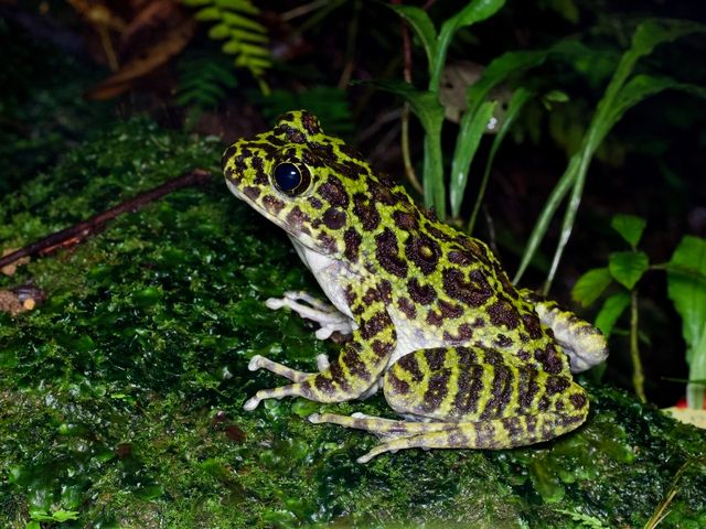 オキナワイシカワガエル