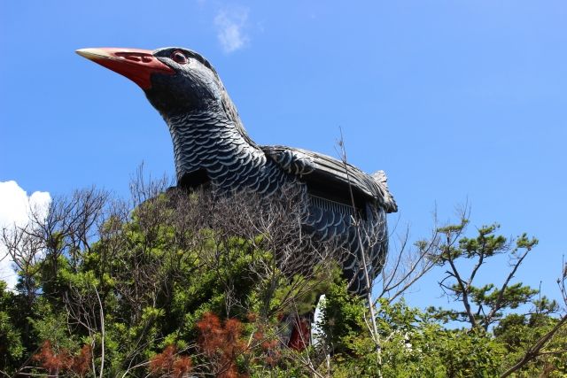沖縄・ヤンバルクイナ展望台