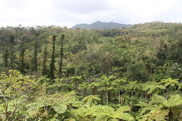 沖縄県北部の新名所・やんばる憩いの森