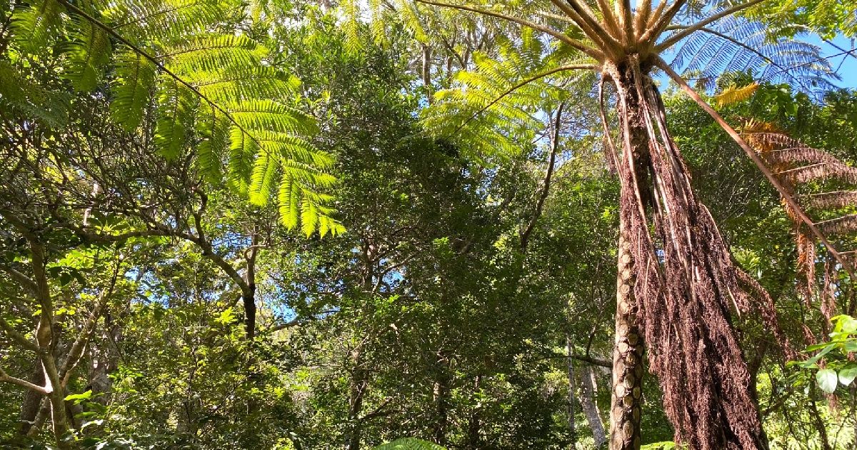 やんばるの森の完全ガイド｜世界遺産の魅力・おすすめツアー・見どころを解説
