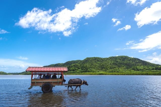 沖縄　由布島　水牛車
