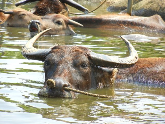 沖縄　由布島　観光スポット　「水牛の池」