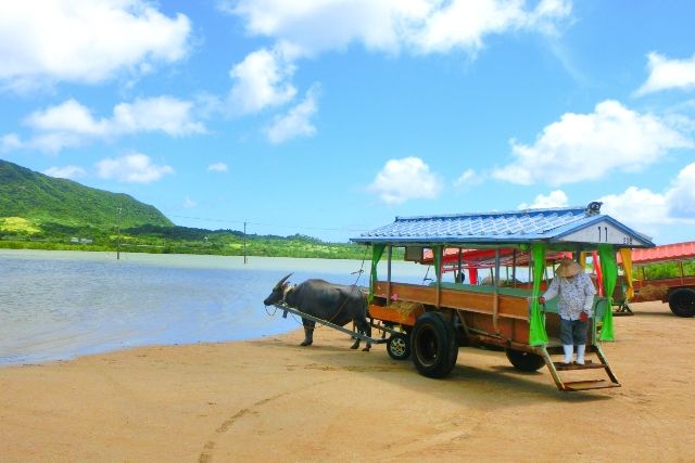沖縄　由布島　水牛車