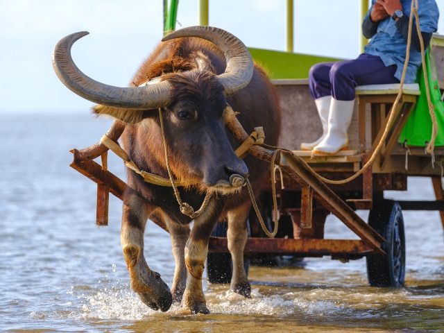 沖縄　由布島　水牛車