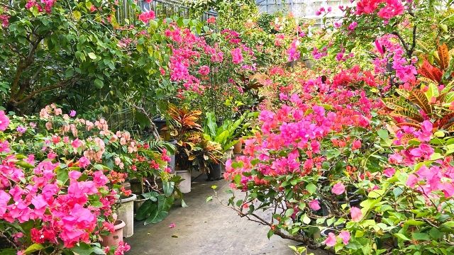 沖縄　由布島　観光スポット　「ブーゲンビレアガーデン」