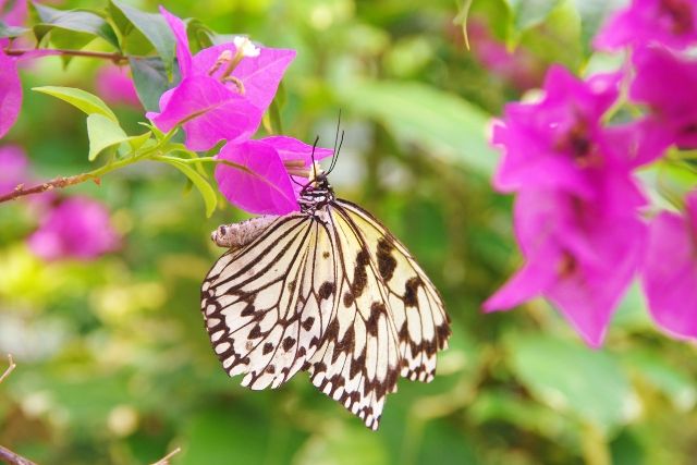 沖縄　由布島　観光スポット　「蝶々園」　オオゴマダラ