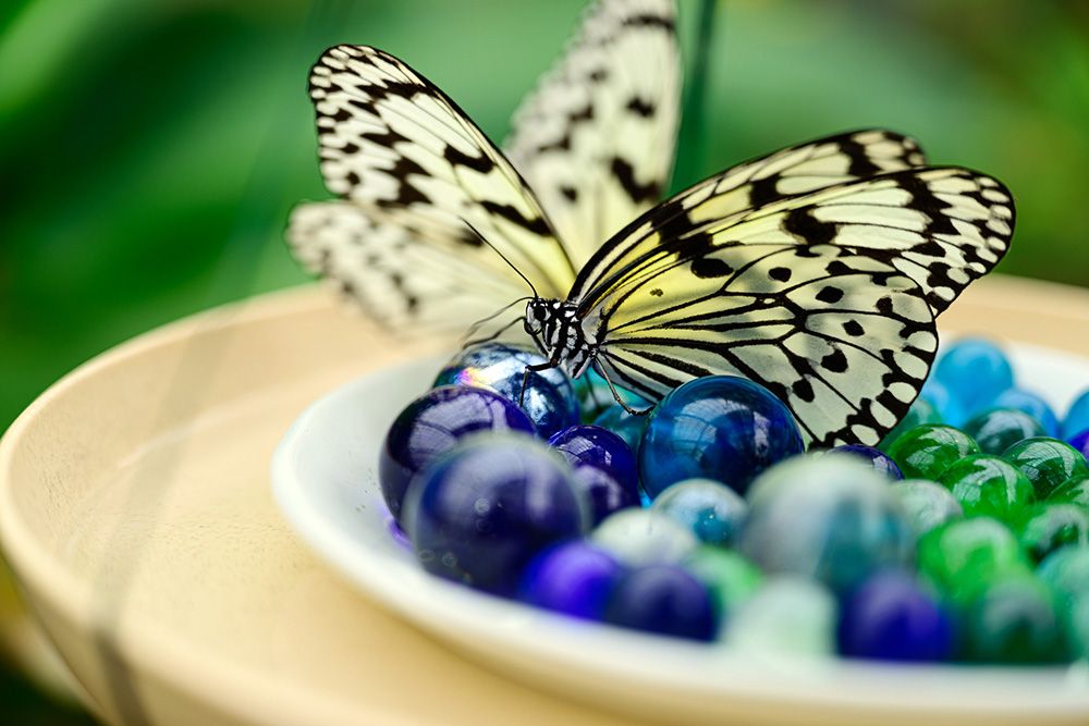 A thorough guide to Yubu Island! Introducing buffalo carts, sightseeing spots, and how to get there. Butterfly Garden, Yubu Island, Butterfly Garden ...