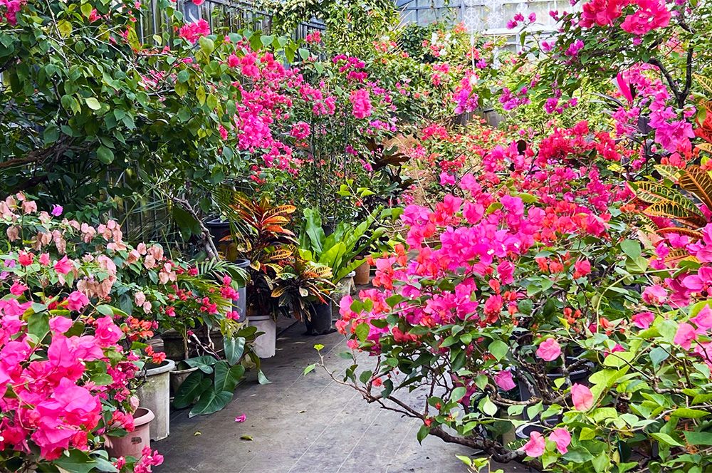 A thorough explanation of Yubu Island! Introducing water buffalo carts, sightseeing spots, and how to get there Bougainvillea Garden Bougainvillea Garden