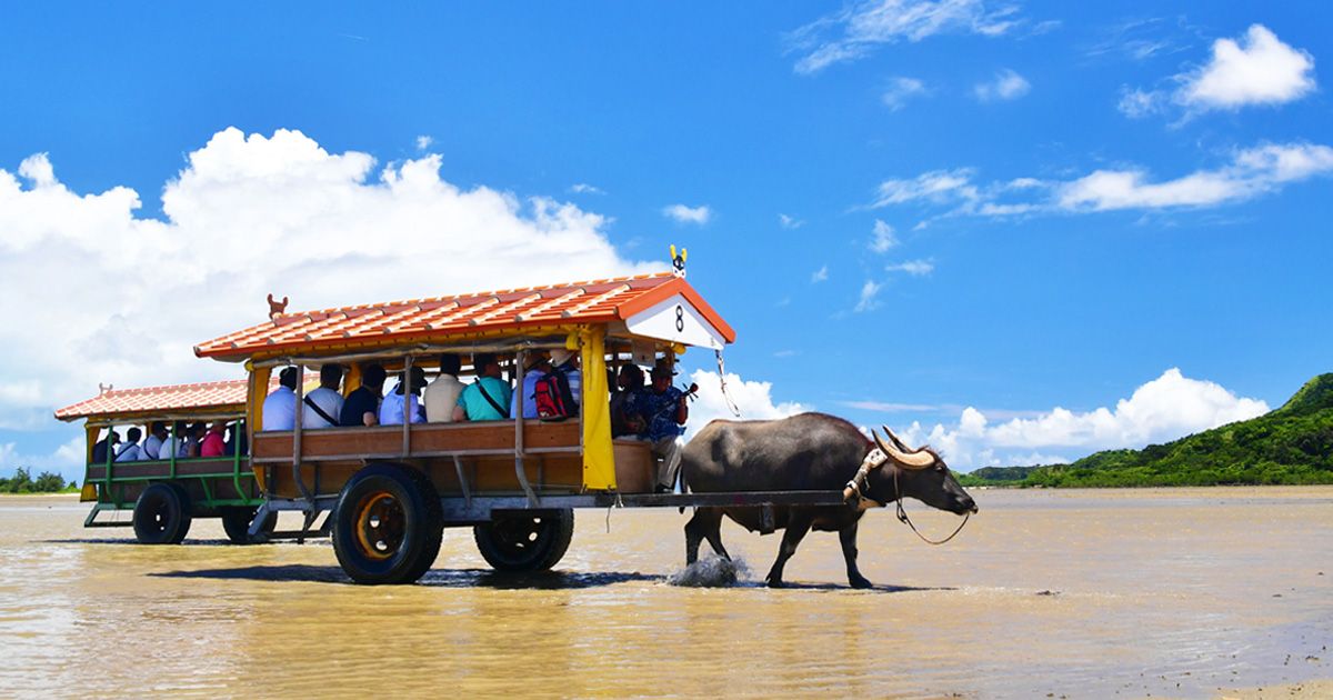A thorough guide to Yubu Island! Introducing water buffalo carts, sightseeing spots, and how to get there