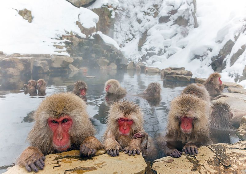 湯田中温泉　観光　おすすめスポット　地獄谷野猿公苑　露天風呂を楽しむサル　温泉に浸かる猿　ニホンザル　スノーモンキー　世界唯一