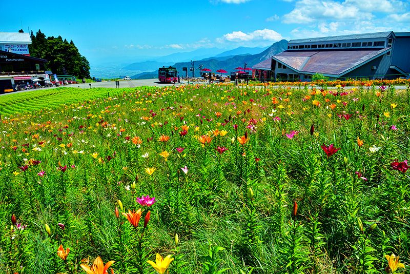 汤泽温泉观光地图 推荐景点与美食 越后汤泽 汤泽高原滑雪场 全景公园 休闲胜地 高地地区 美丽的高山植物 徒步旅行 百合 风之丘露台 百合花园 高山之里