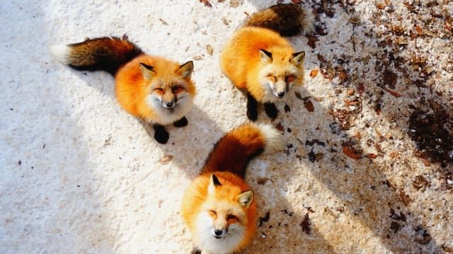 >
Popular tourist spots in Miyagi and Zao "load =" lazy "width =" 640 "height =" 359 "class =" img-ratio ">


<p>
Miyagi Zao Fox Village is located in Shiroishi City, Miyagi Prefecture.<em>
Only in Japan<strong>
A zoo with a fox as the main character</strong>
</em>
..</br>

<strong>
Over 100 foxes and rare foxes</strong>
but,<strong>
Free-range in an environment full of nature</strong>
Known as a rare zoo, it has been featured on overseas sites and popular anime, and has become explosively popular with domestic and foreign tourists.</p>


<p>
<strong>
In fact, it is open all year</strong>
So it is recommended to stop by in winter! Unlike summer,<span class=